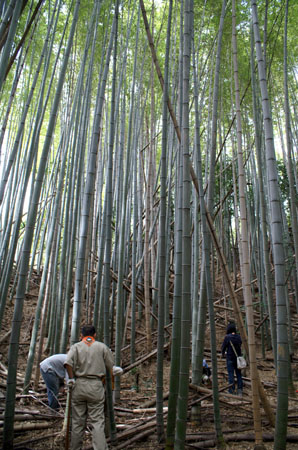 たけのこ掘り [3/5] pict4923