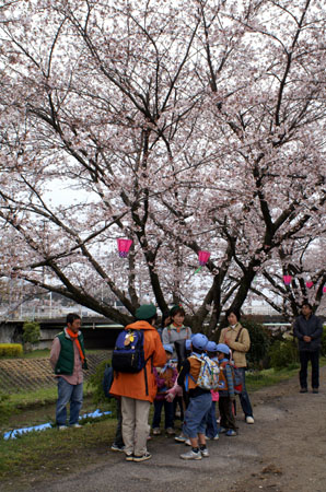さくらのしたで [1/5] pict1375