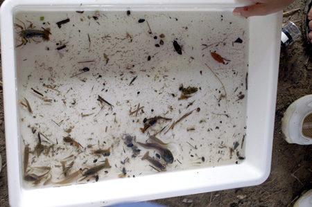 おさかないるかな? ザリガニいるかな? [3/4] pict2630