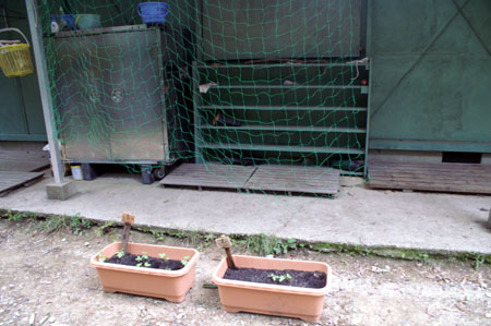 みどりのカーテンをつくろう [2/2] pict9105