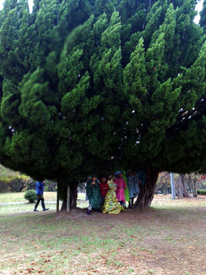 まきのがいけりょくちまつり [2/6] 20151114_image1