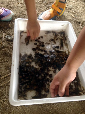 すいしつちょうさ [1/6] 20170803_image1