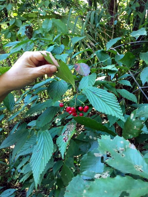 あきをたべよう [3/8] 20181028_image3