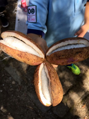 あきをたべよう [4/8] 20181028_image4