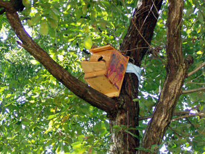 隊集会 ～ 巣箱取り付け、公開 [4/4] pa300113