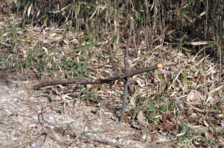 組集会(追跡サイン) [4/6] pict8089