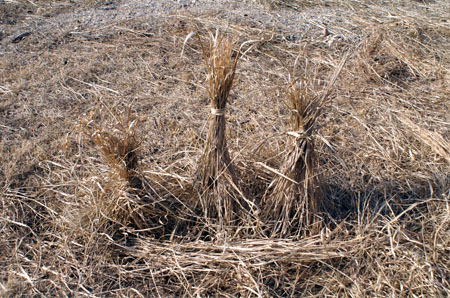 組集会(追跡サイン) [6/6] pict8096