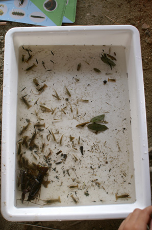 組集会(水生生物調査) [4/4] pict9429